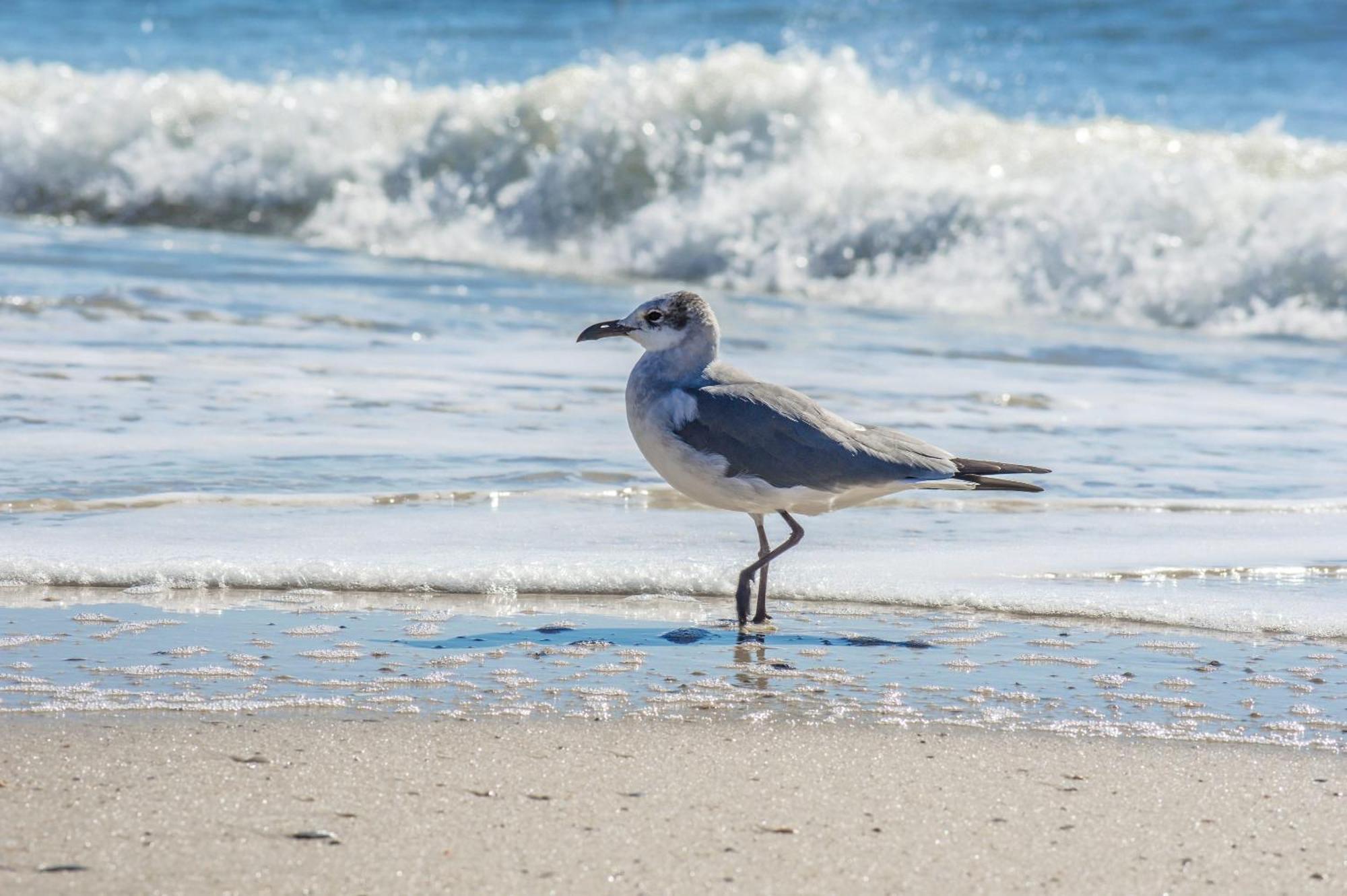 Beautiful 3 Bedroom Beachfront Condo Gulf Shores Luaran gambar